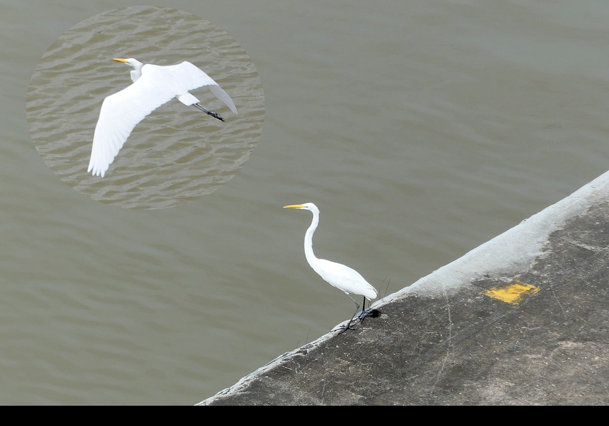 I believe that these are Great Egrets. Very handsome!