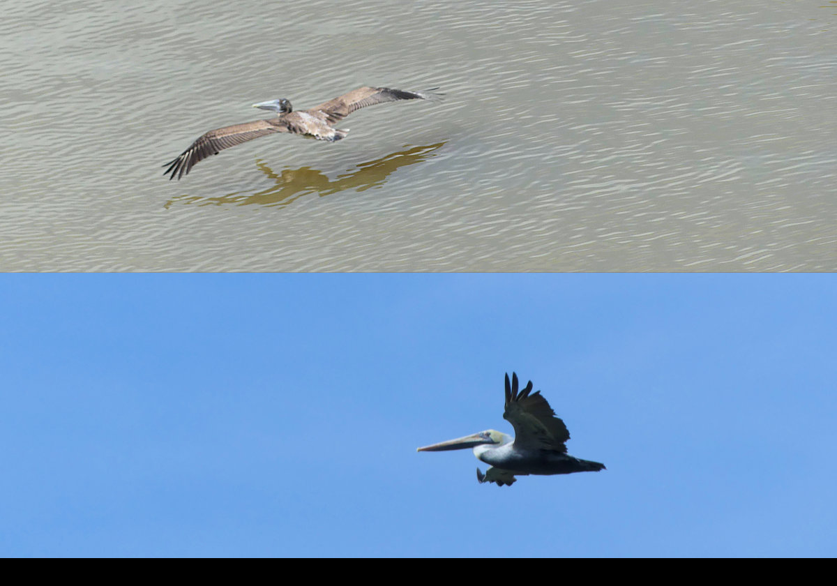 Pelicans in flight. There were a great many of them through the canal.