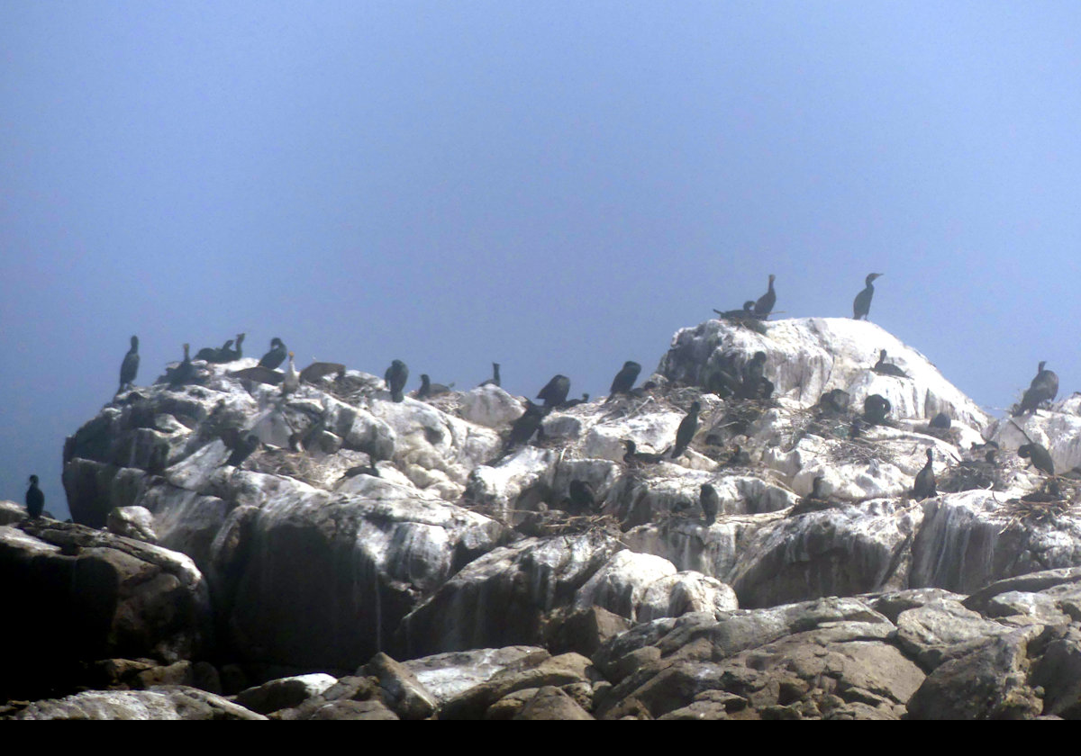 A gulp of cormorants on the rocks near the lighthouse.