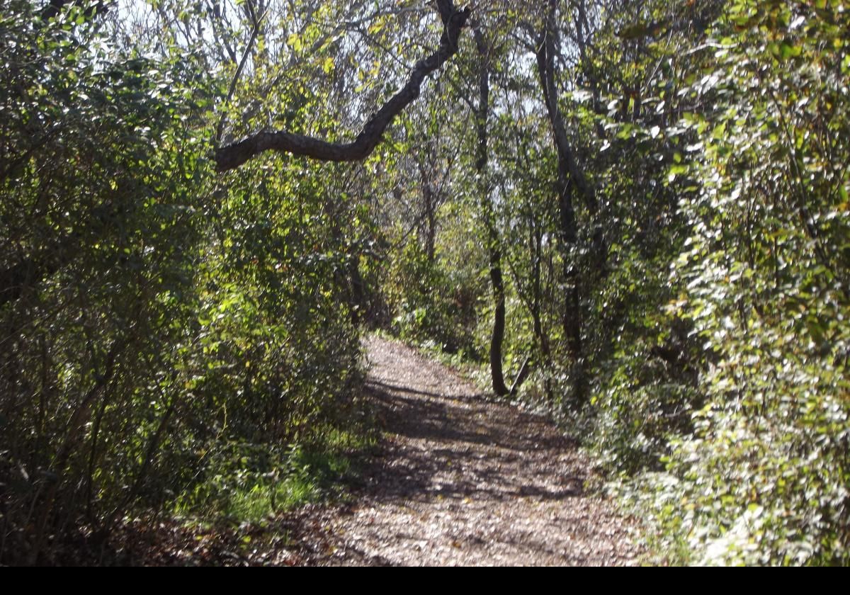 From the cliff you head down through a wooded area.