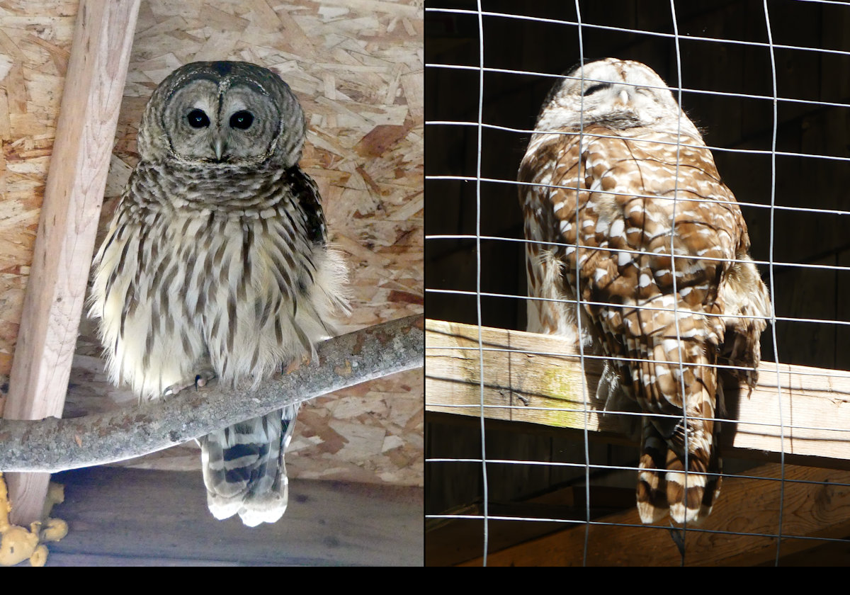 Molta & Remige, a pair of Barred Owl.  Both were injured in accidents and are unable to fly well. Click the picture to see more information.