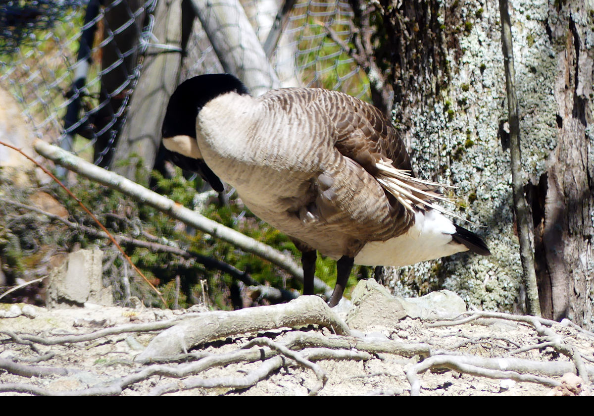 A Black-necked Canada Goose