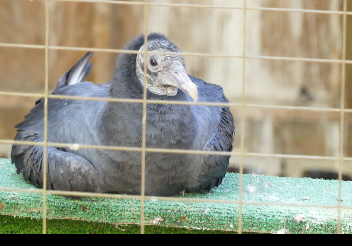 Gauch, a Black Vulture.  Click the picture to see more information.