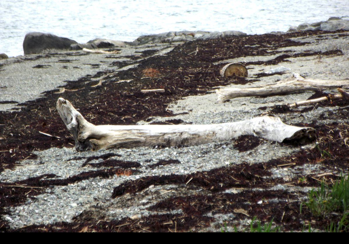 Driftwood on the beach.