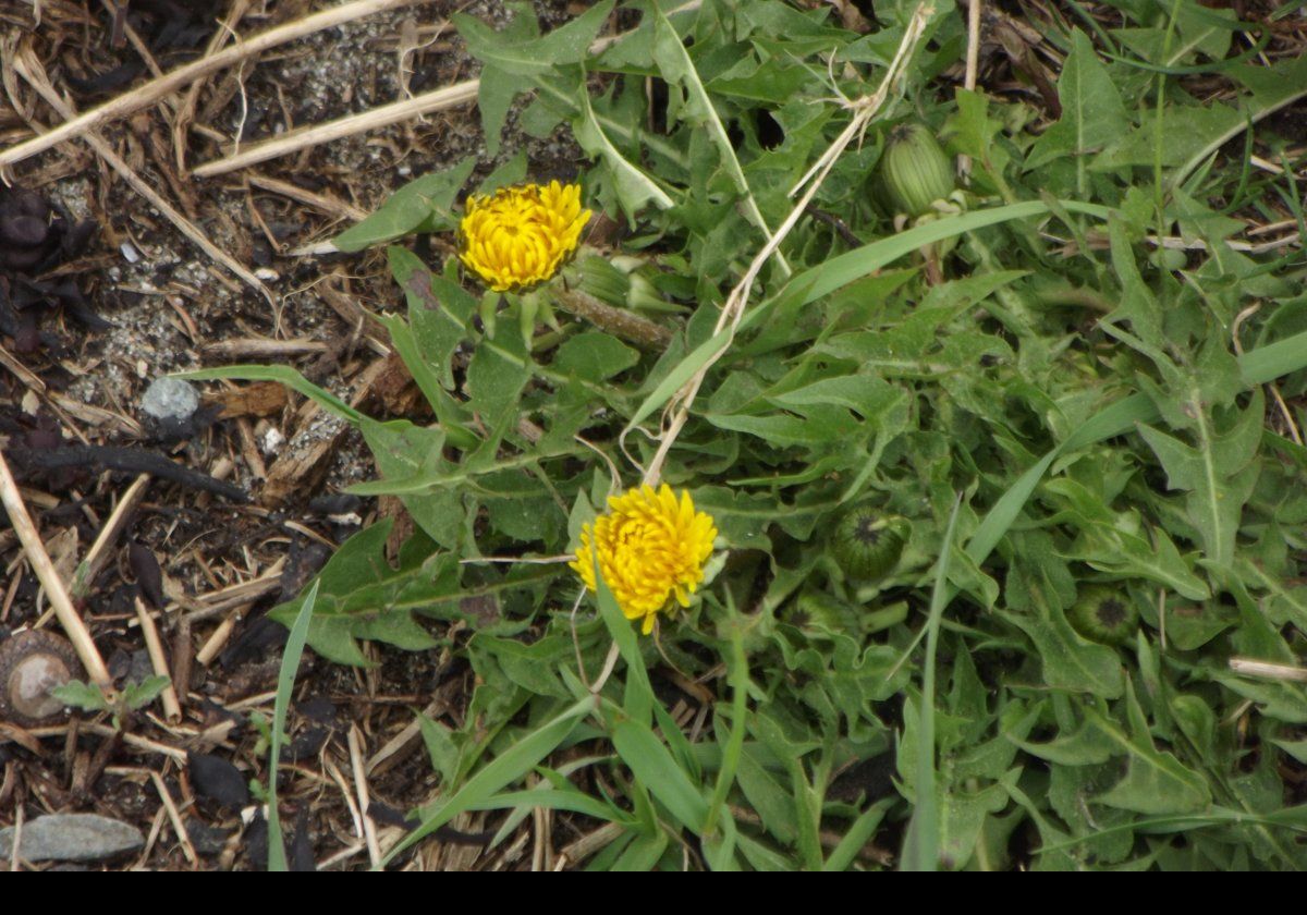 Dandelions; what else?