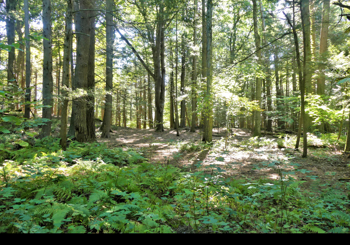 Part of the Woodland Walk.