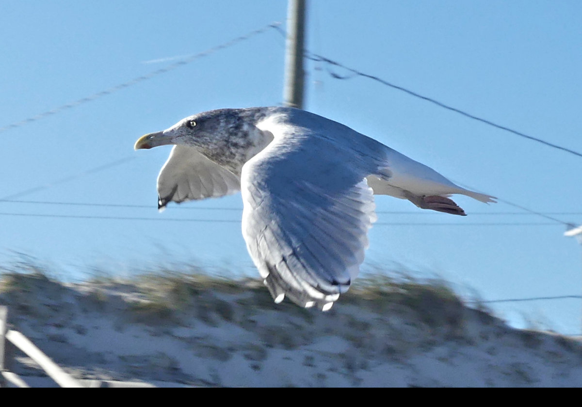A very lucky shot of a seagull in flight.