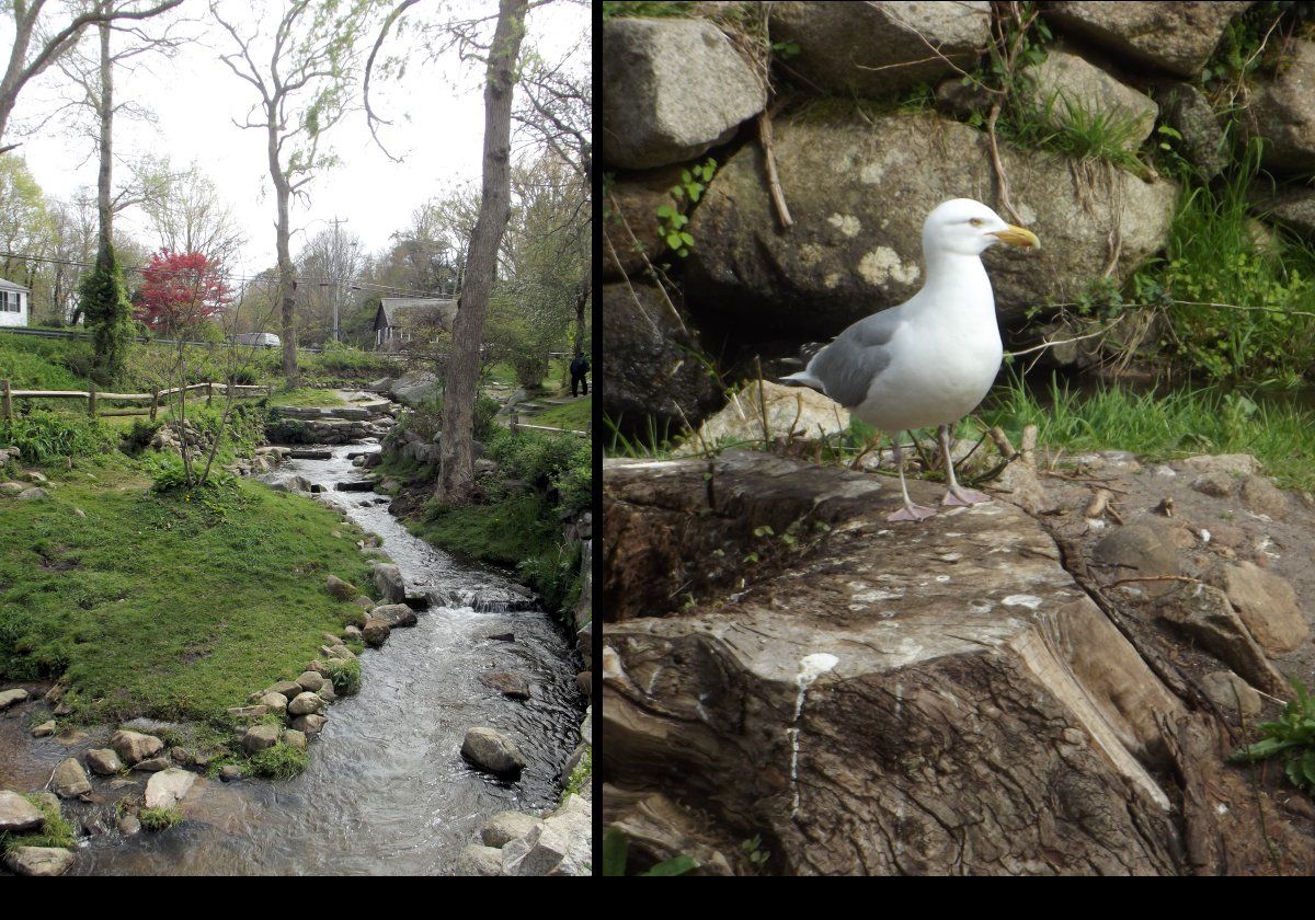 To the left, part of the herring run. To the right, a gull waiting for its chance at the herring!