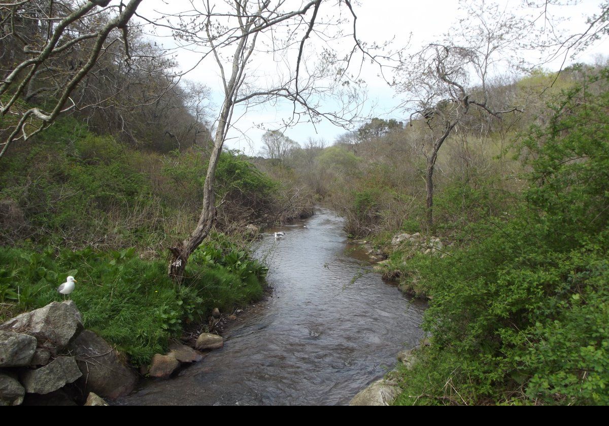 A part of the herring run at Brewster.