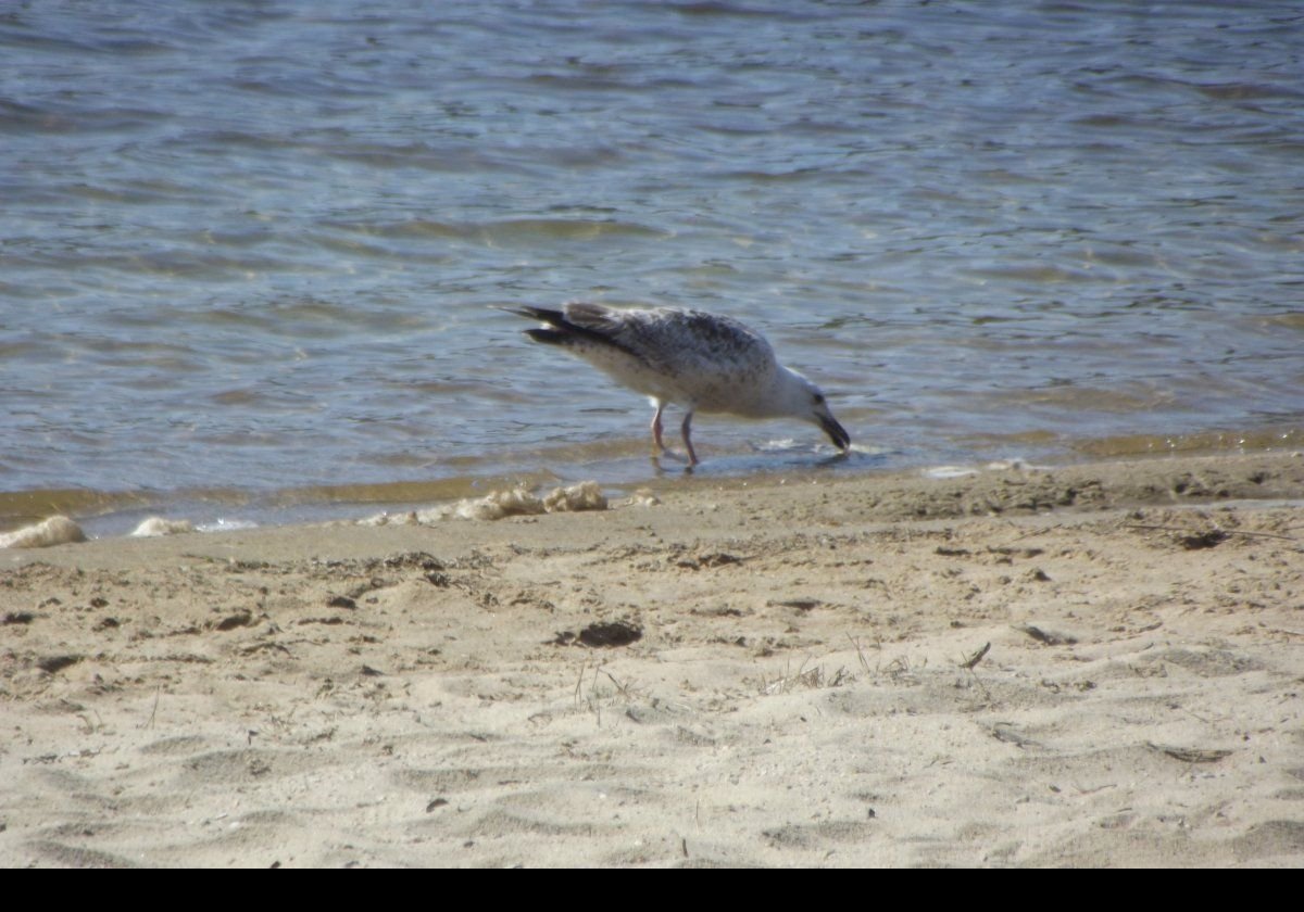 A gull on Great Pond beach.