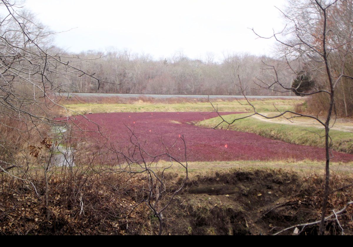 A cranberry bog.