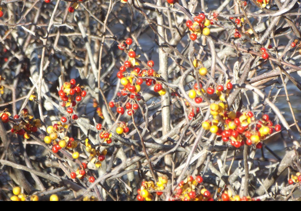 A profusion of Fall berries.