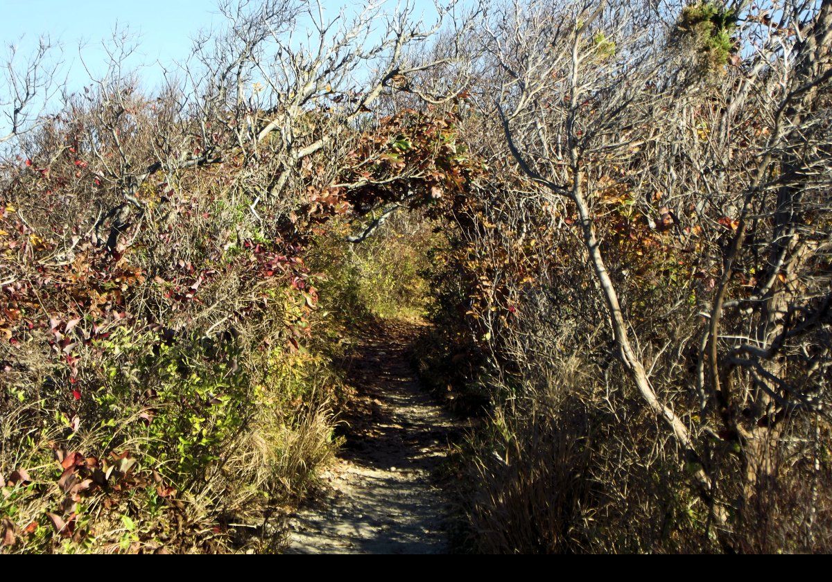 A natural archway over the path.