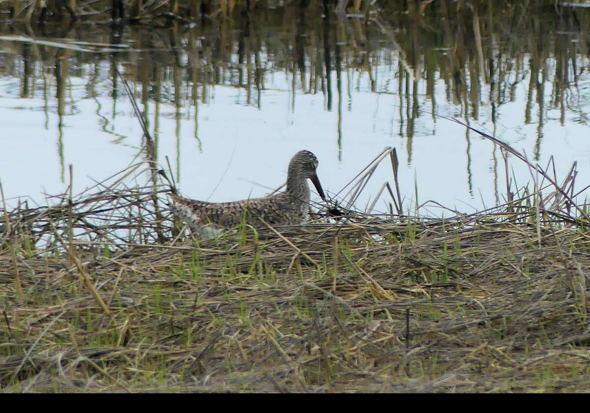 Poss Eastern Willet?