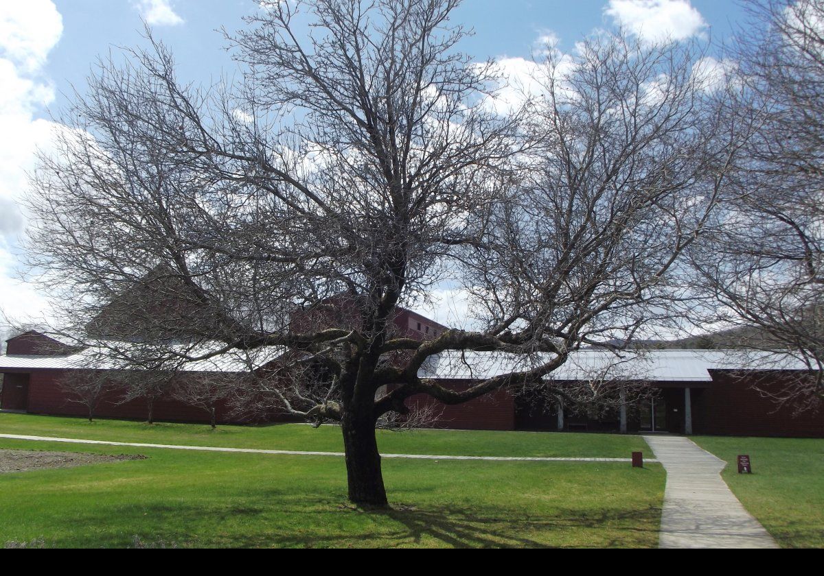 Looking back towards the Visitor Center. A magnificent tree in the foreground.