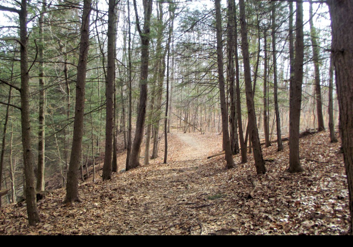 Following the trail through the woods with the creek to our left.