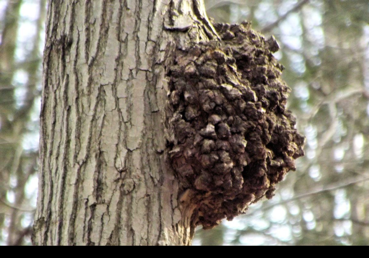 A burl growing on the trunk of this tree.