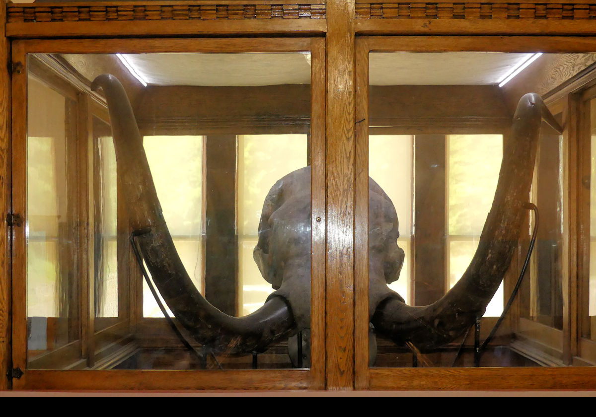 William Pryor Letchworth Museum.   These remains of a mastodon (Mastodon Giganteus) were found in the summer of 1876 in cutting a farmland ditch on the farm of Charles Dennis.