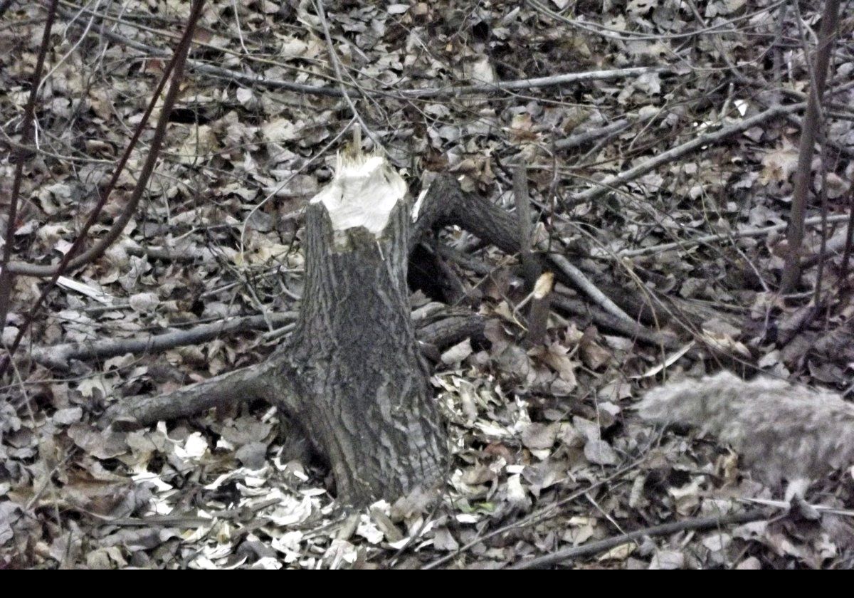 There are a lot of beavers in and around the lake. Here is a tree that they felled; at least, what is left of it!