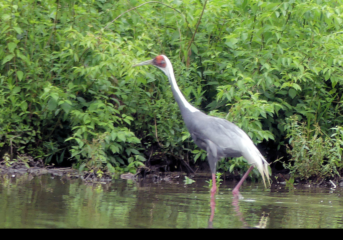 White-Naped Crane.