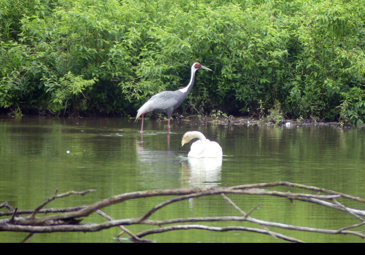 White-Naped Crane.