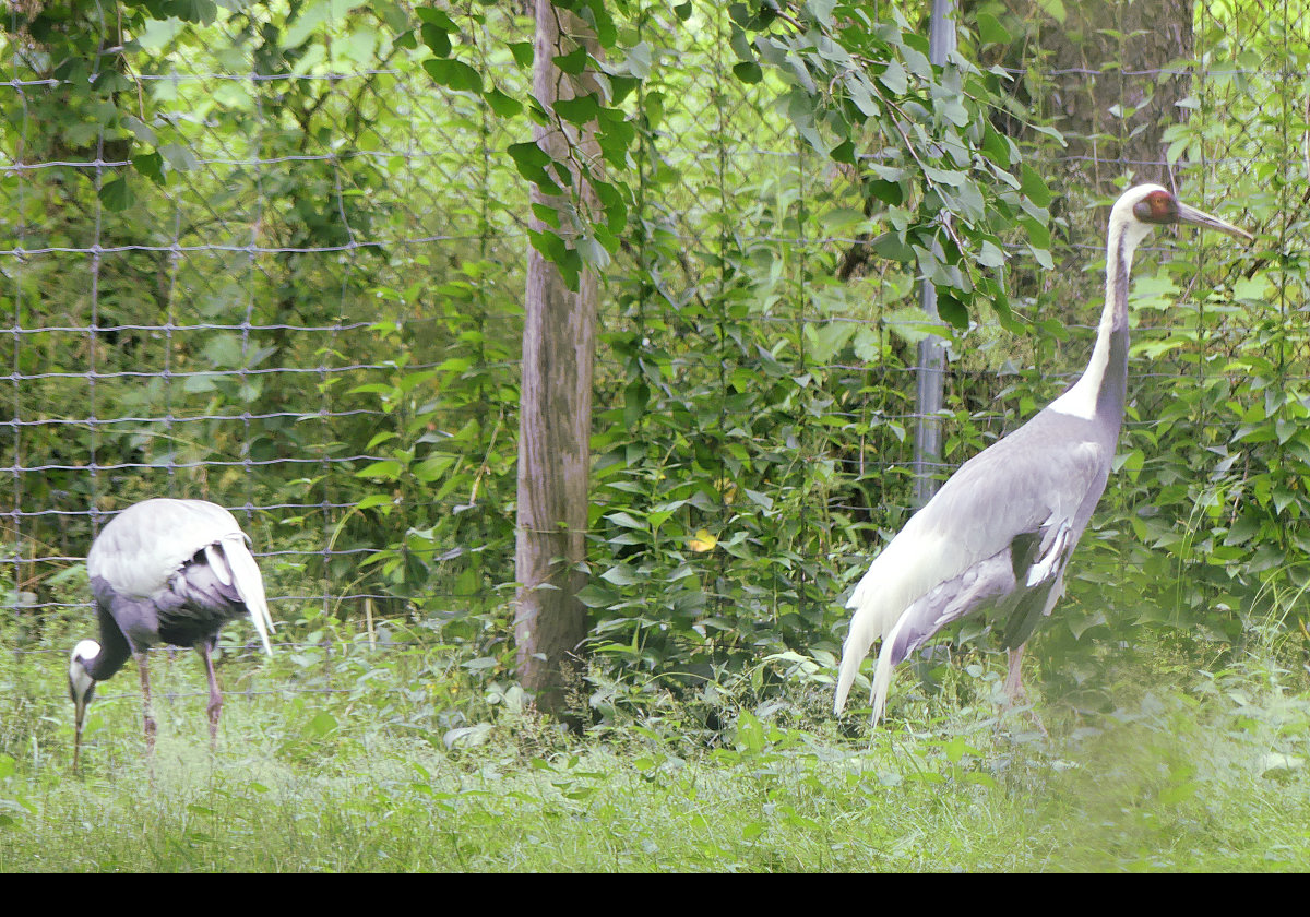 White-Naped Crane.