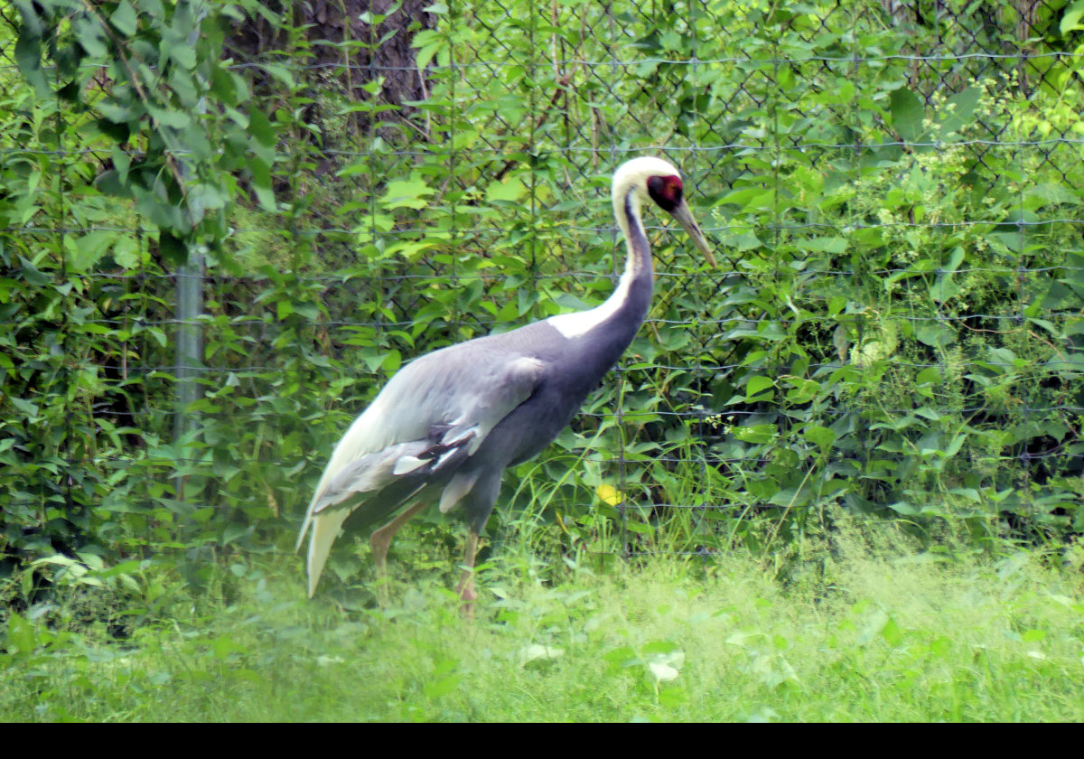 White-Naped Crane.