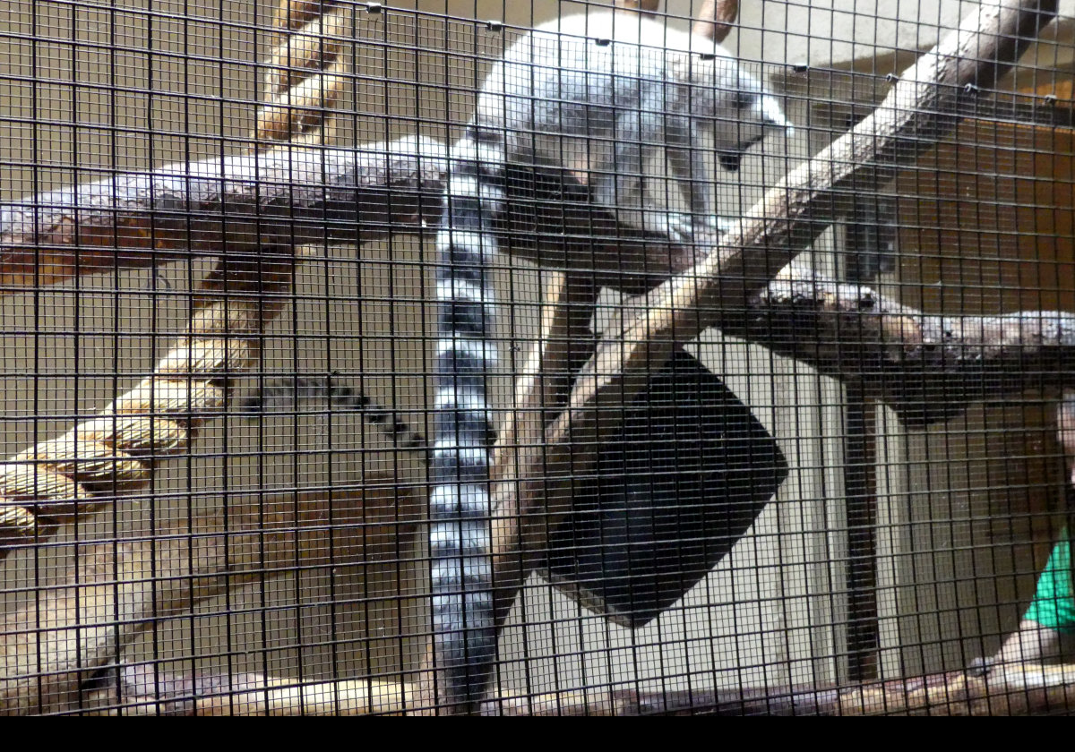 Ring-Tailed Lemur. Comes from the island of Madagascar, as do all Lemurs. Hunted for meat and for the exotic pet trade, as well as the destructionof its natural habitat, it is listed as an endangered species.