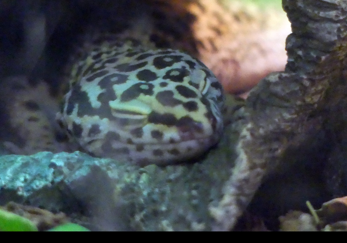 A Leopard Gecko.