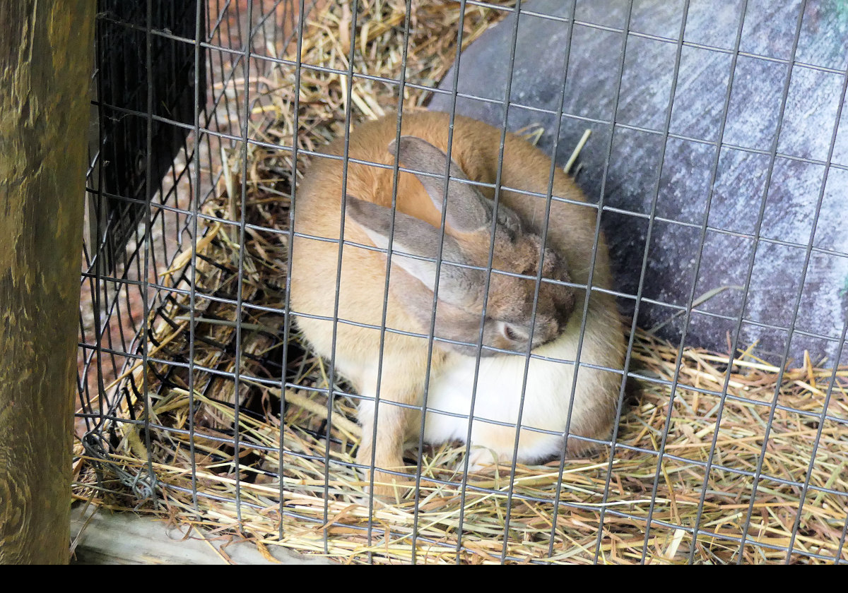 A domestic rabbit.