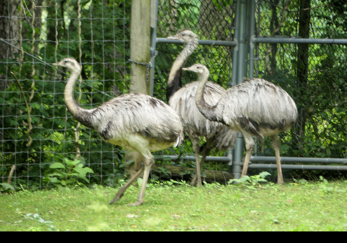 Greater Rhea native of South America.