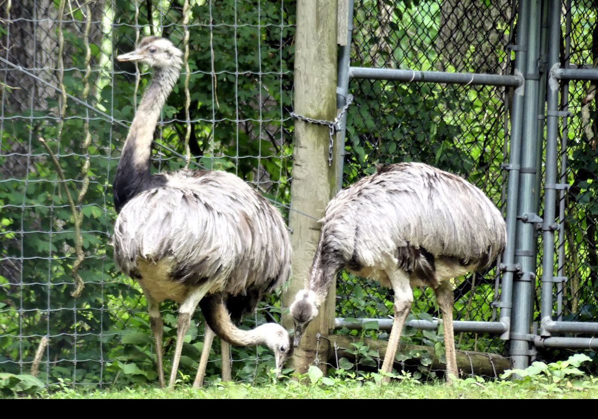 Greater Rhea native of South America.