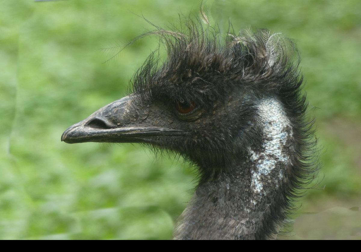 An Emu native of Australasia. Note the tuft of hair on its head differentiating it from the Greater Rhea.