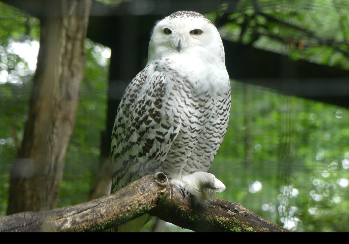 A North American Snowy Owl. Click the image for a closeup.