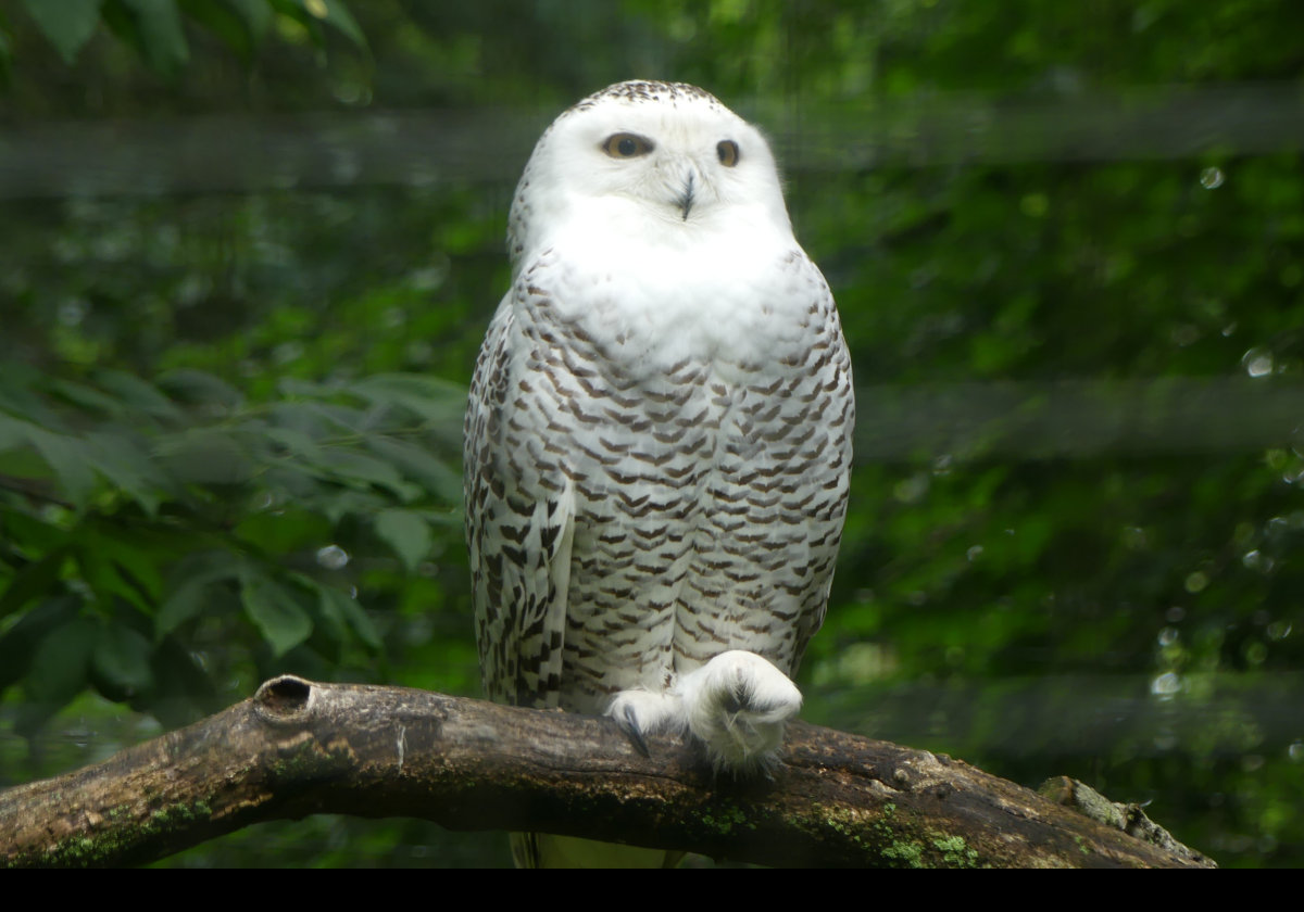 A North American Snowy Owl. Click the image for a closeup.