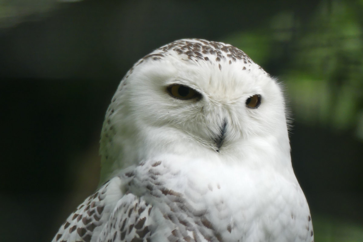 A North American Snowy Owl. Click the image for a closeup.