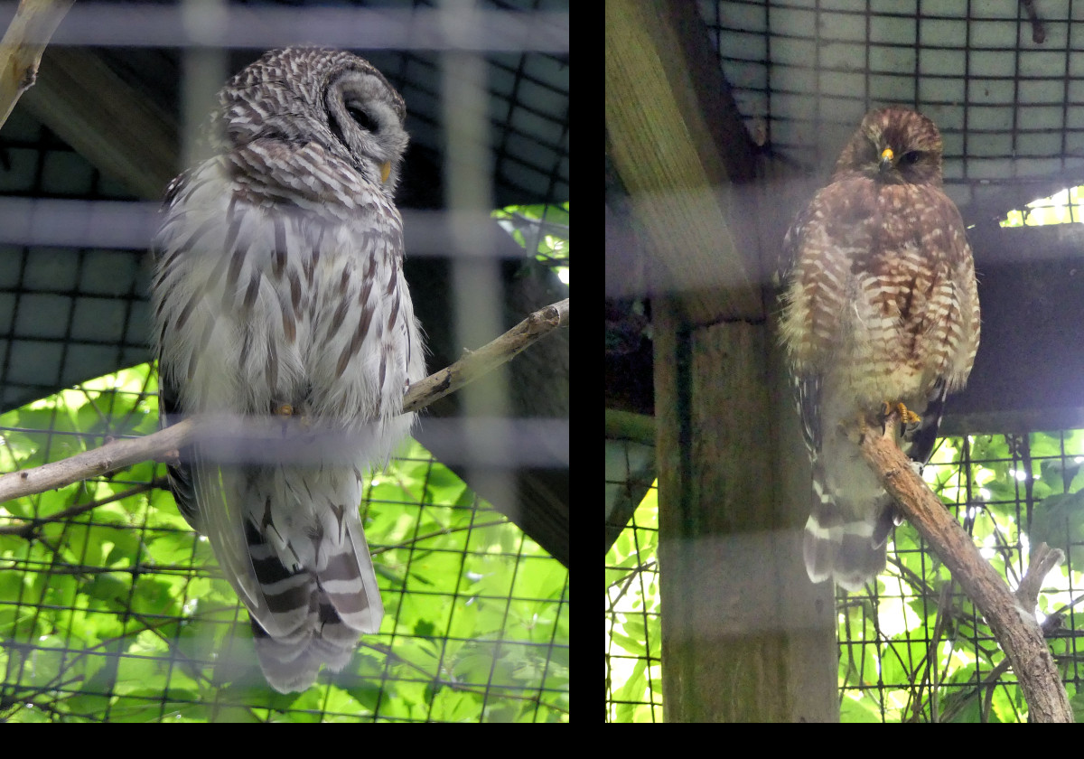 Left:    Barred Owl
Right: Screech Owl.