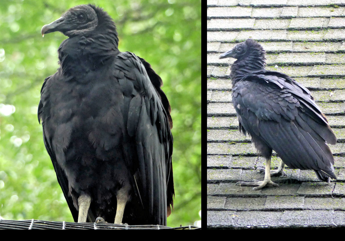 Black Vultures.