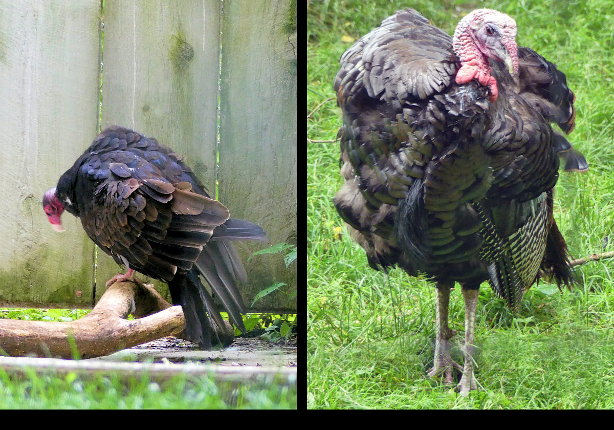 L: turkey vulture, 
R: wild turkey