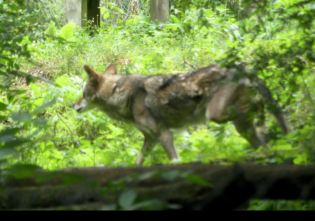 A Red Wolf looking very sinister, somehow.