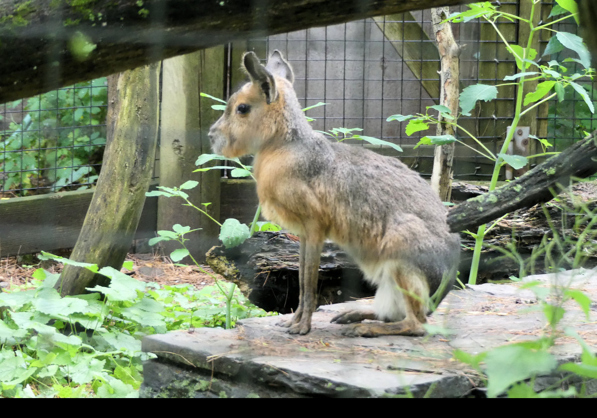 A Patagonian Cavy or Mara. It is a relatively large rodent from The southern end of Chile and Argentina.