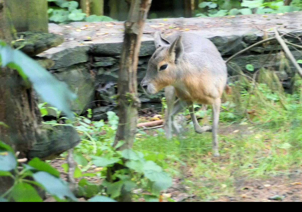 A Patagonian Cavy or Mara. It is a relatively large rodent from The southern end of Chile and Argentina.