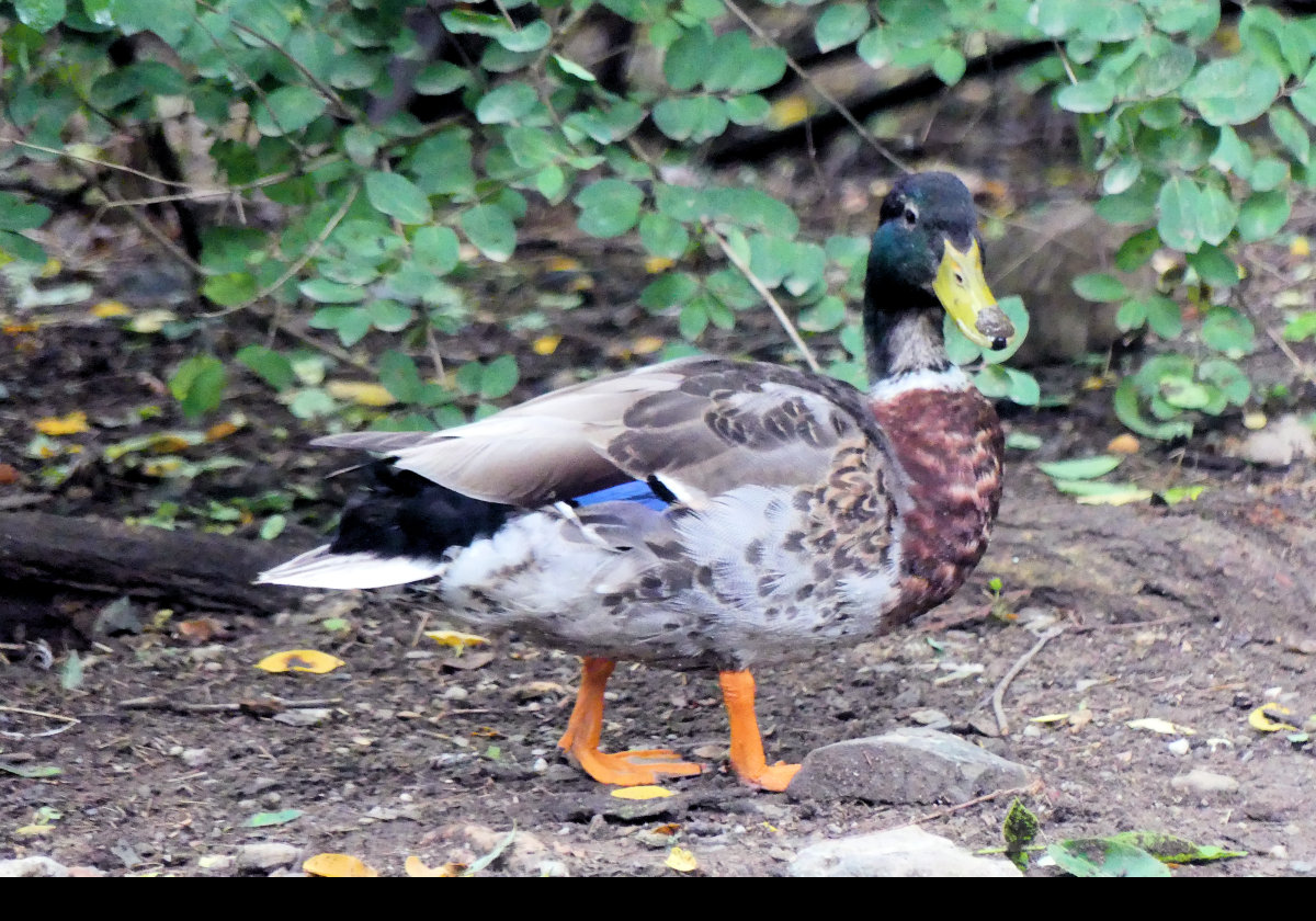 A male Mallard duck looking very pleased with himself!