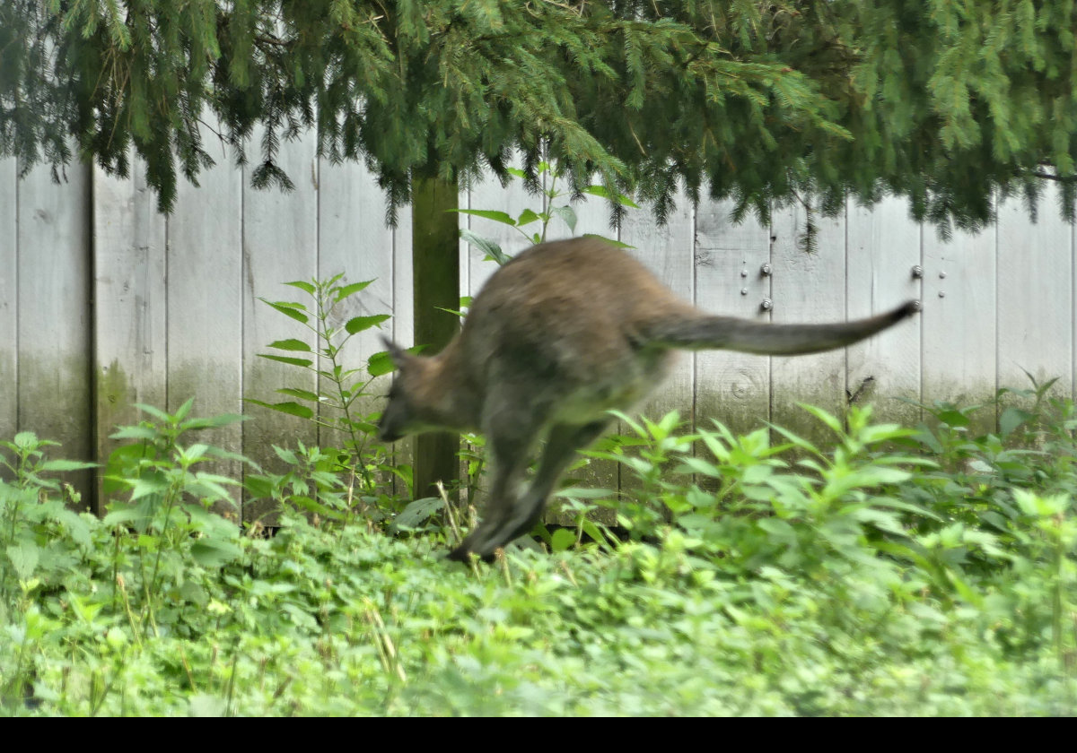 Red-Necked Wallaby from Australia,