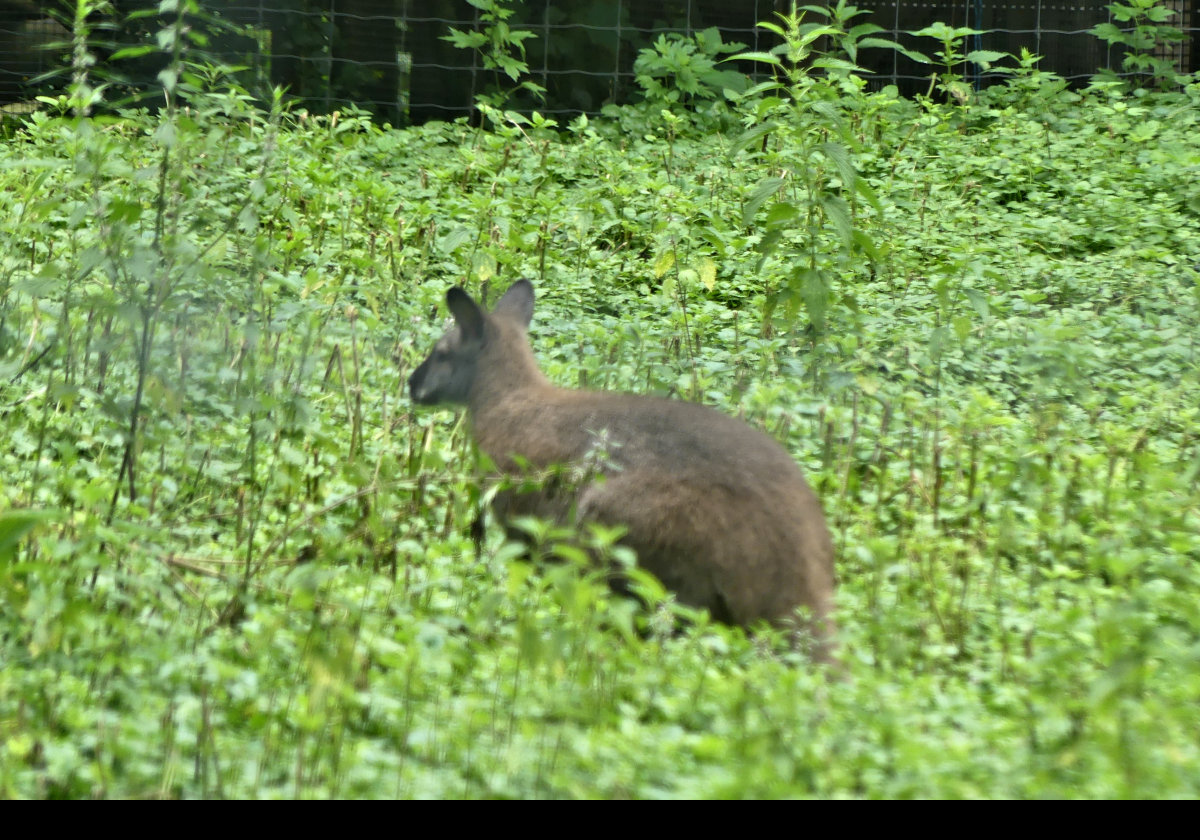 Red-Necked Wallaby from Australia,