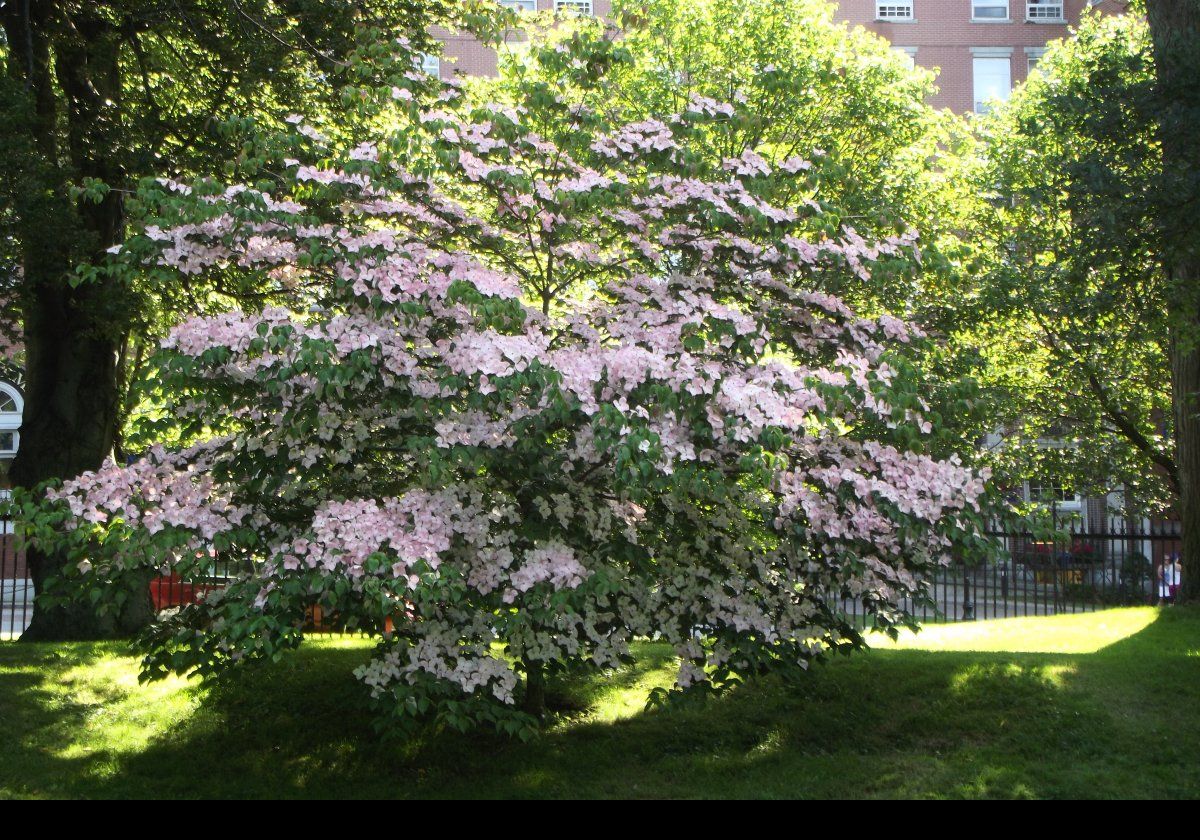 What a wonderful tree!  Would love to see this in our garden.