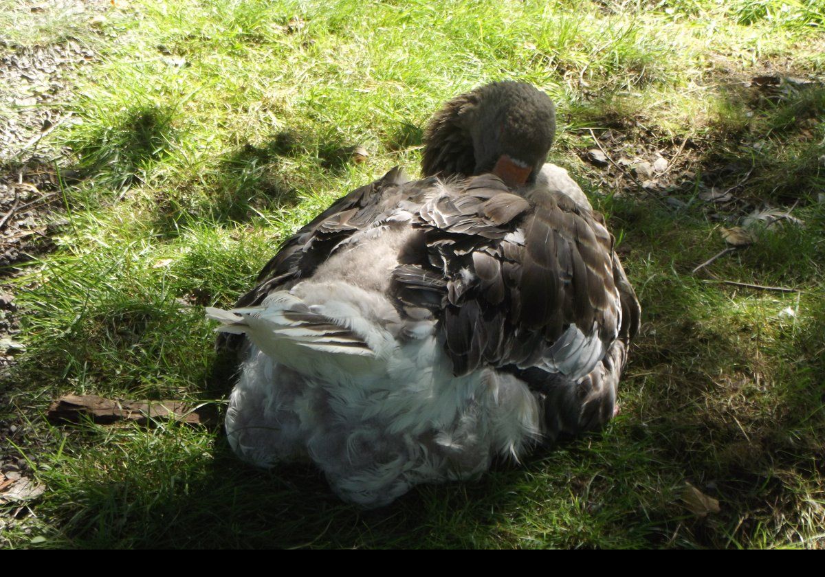 This area has been a swan & goose enclosure since 1926 when King George donated a pair of swans.  While there are no more swans, there are a pair of Toulouse Geese; Diana, who we see in the picture, & Flora who has been here for many years.