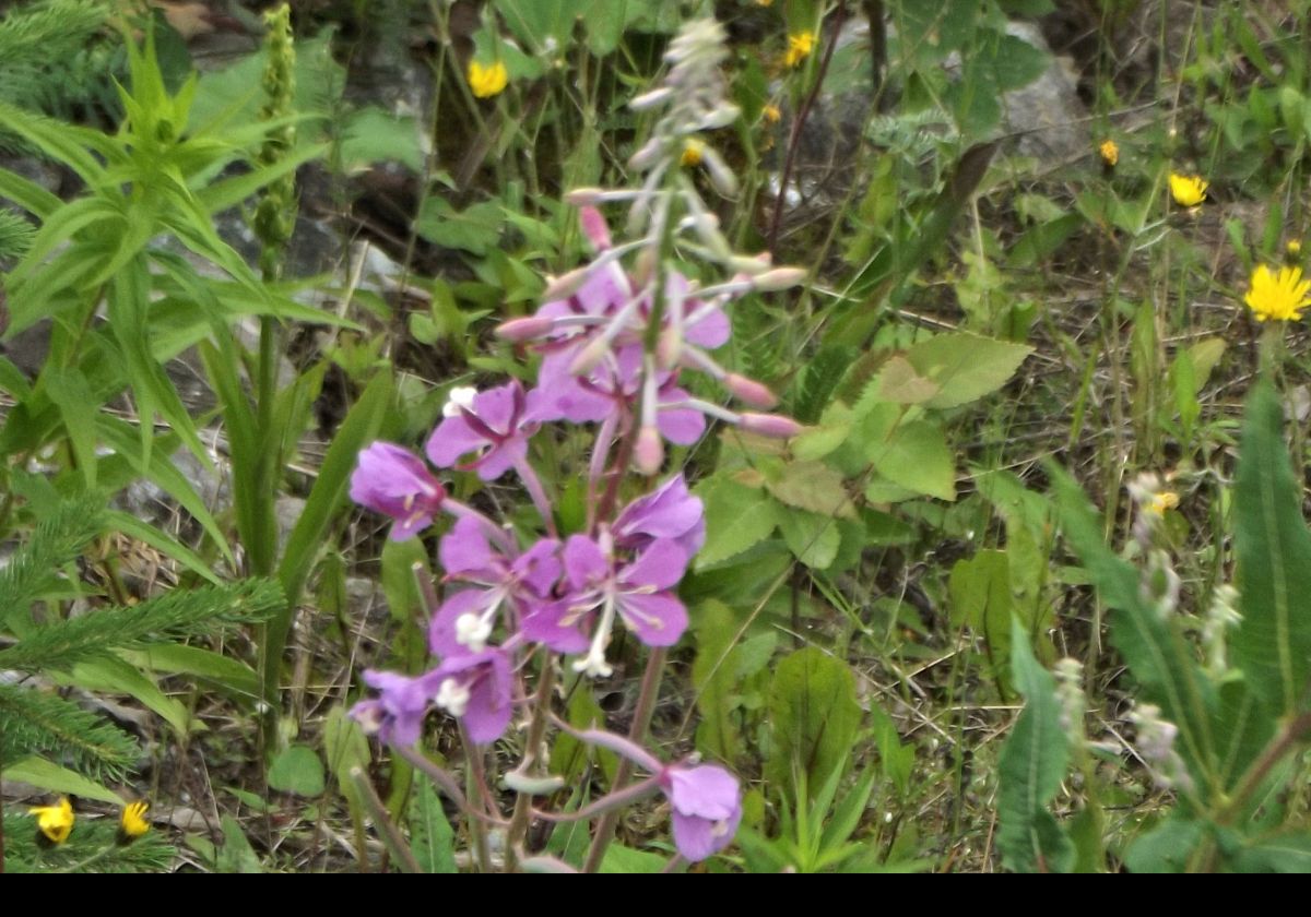 My favorite wild flower; rosebay willow herb, also known as fireweed.