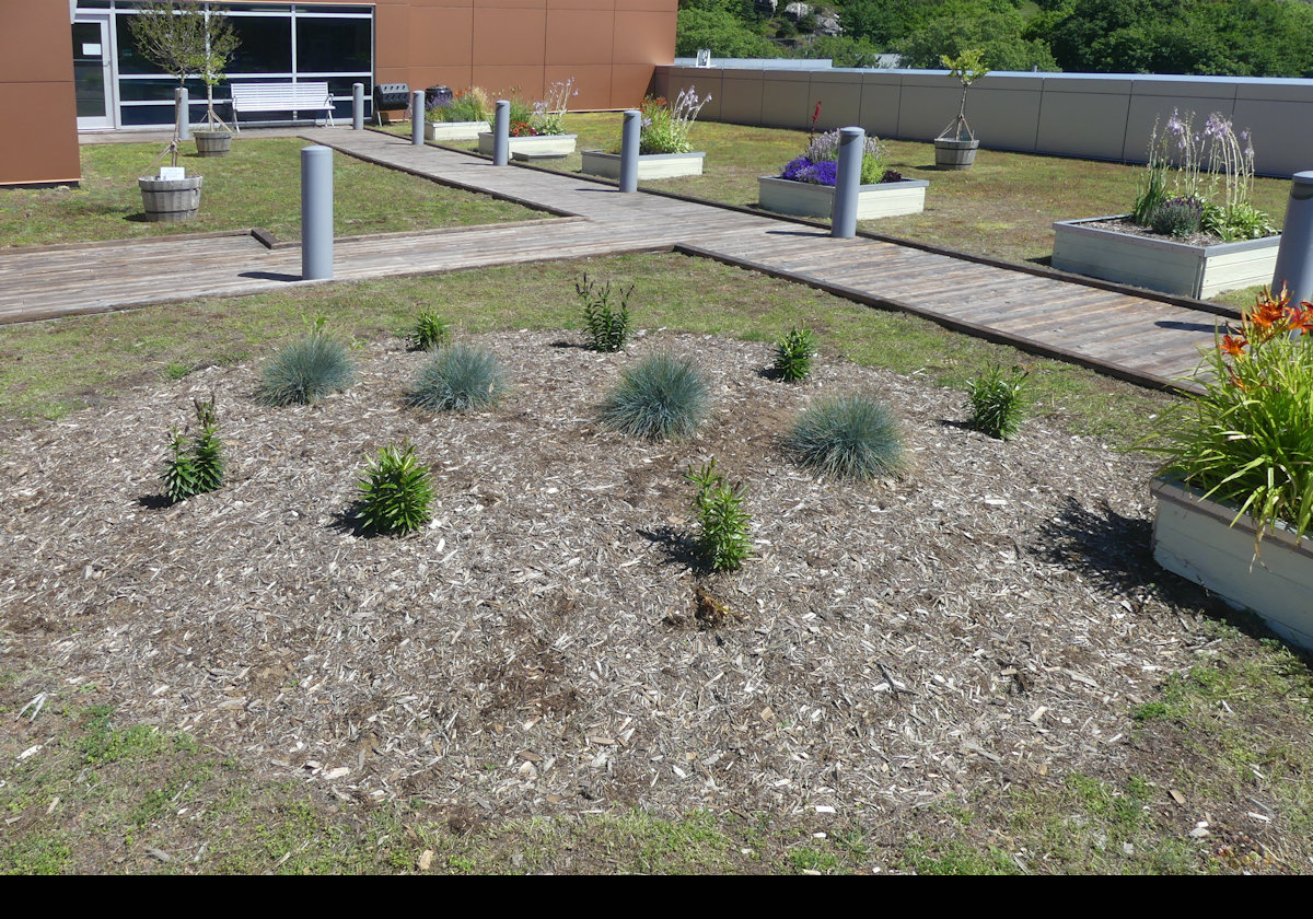 The garden laid out on the roof of City Hall.