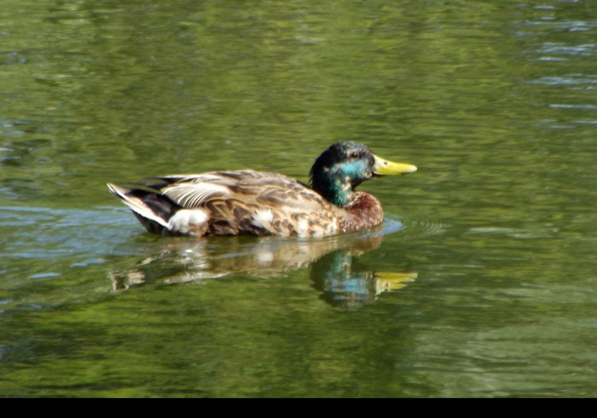 A solitary drake swimming on the pond.